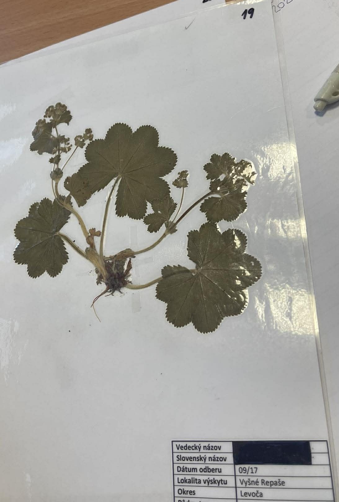 Rastlina Alchemilla xanthochlora